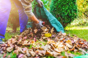 An employee at Piazza Outdoor cleaning up leaves on a residential lawn in Delaware County, PA